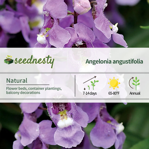 Serena Sky Blue Angelonia Seeds