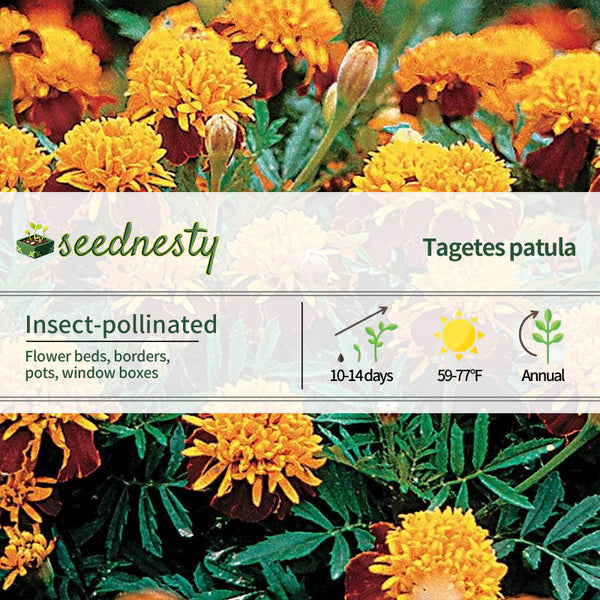 Tiger Eyes Marigold Seeds