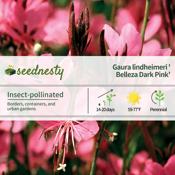 Gaura Belleza Dark Pink Seeds