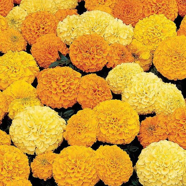 Inca II Mix Hybrid Marigold Seeds