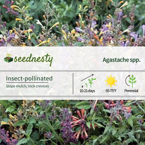 Fragrant Carpet Hummingbird Mint Mix Seeds