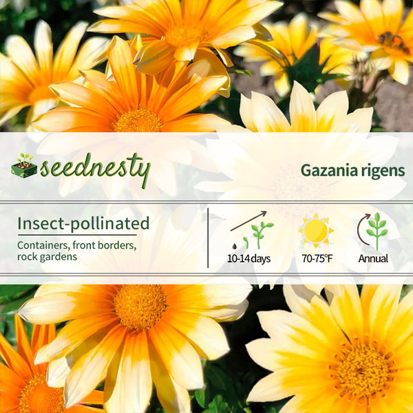 Zany Sunny-Side-Up Gazania Seeds