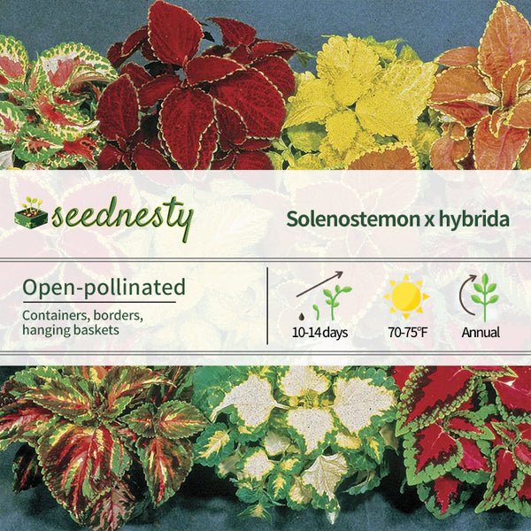 Fairway Hybrid Mix Coleus Seeds