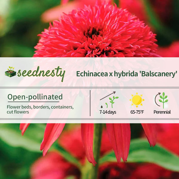 Echinacea Double Scoop Cranberry Seeds