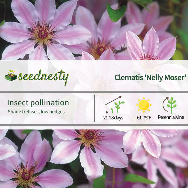 'Nelly Moser' Clematis Seeds
