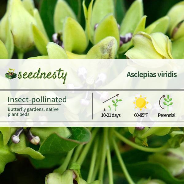 Asclepias Green Beauty Milkweed Seeds