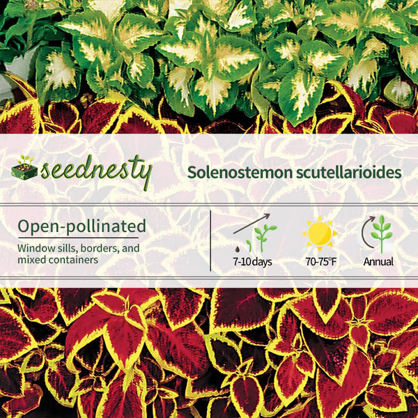Wizard Scarlet Coleus Seeds