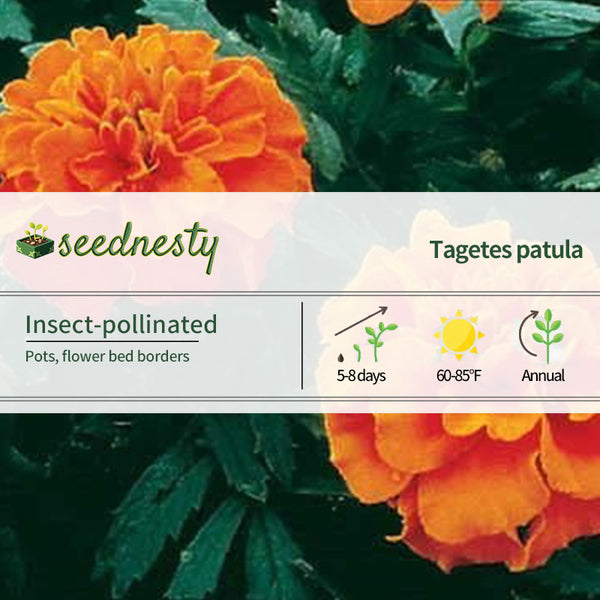 Janie Deep Orange Marigold Seed