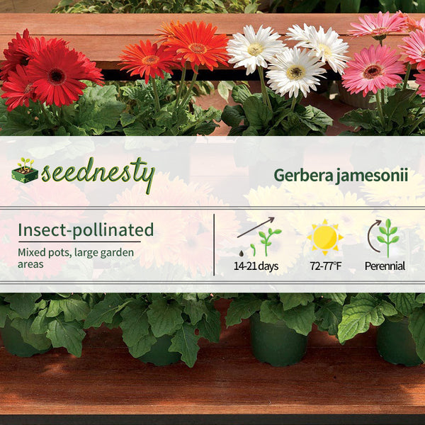 Majorette Hybrids Mix Gerbera Daisy Seeds