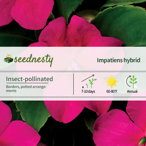 Beacon Violet Shades Hybrid Impatiens Seeds