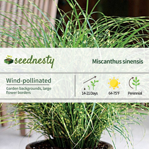 Miscanthus Bandwidth Seeds