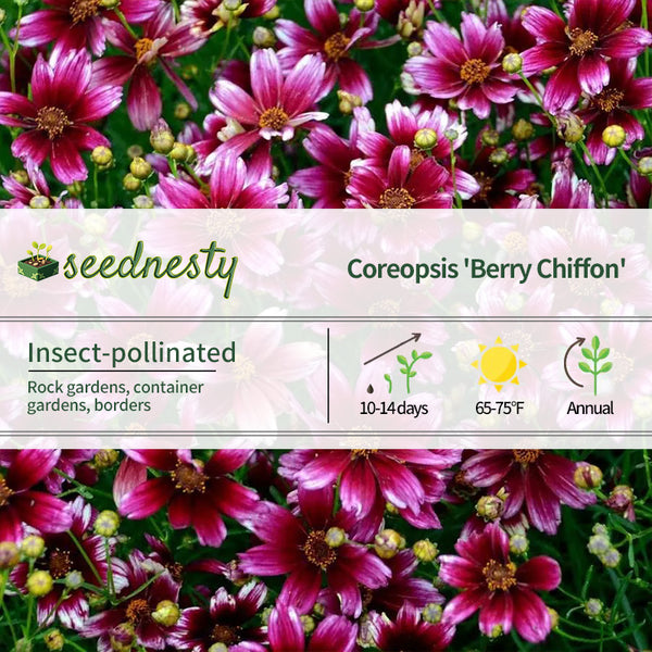 Coreopsis 'Berry Chiffon' Seeds