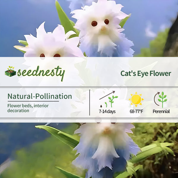 Cat's Eye Dazzle×Blue Seeds