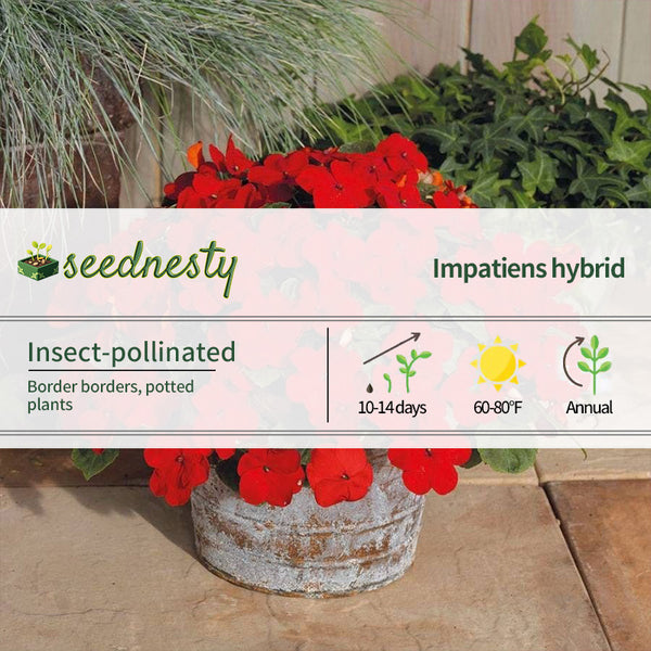 Shady Lady II Cherry Red Hybrid Impatiens Seeds
