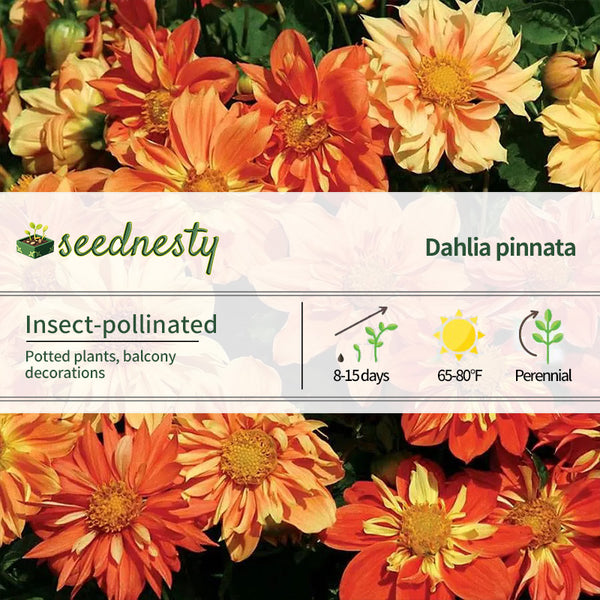 'Sunny Reggae' Dahlia Seeds