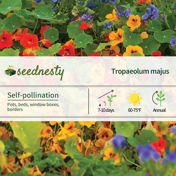 'Dwarf Compact Mixed' Nasturtium Seeds