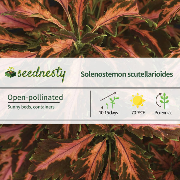Coral Candy Premium Sun Coleus Seeds