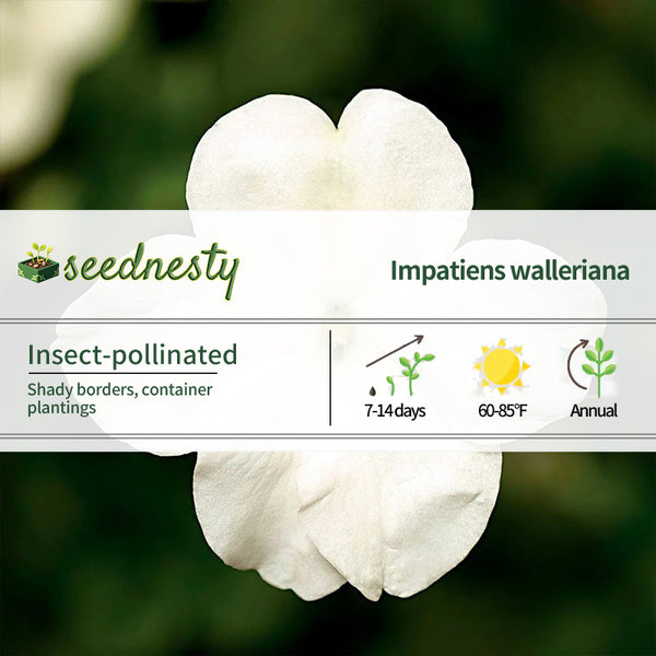 Imara XDR White Impatiens Seeds