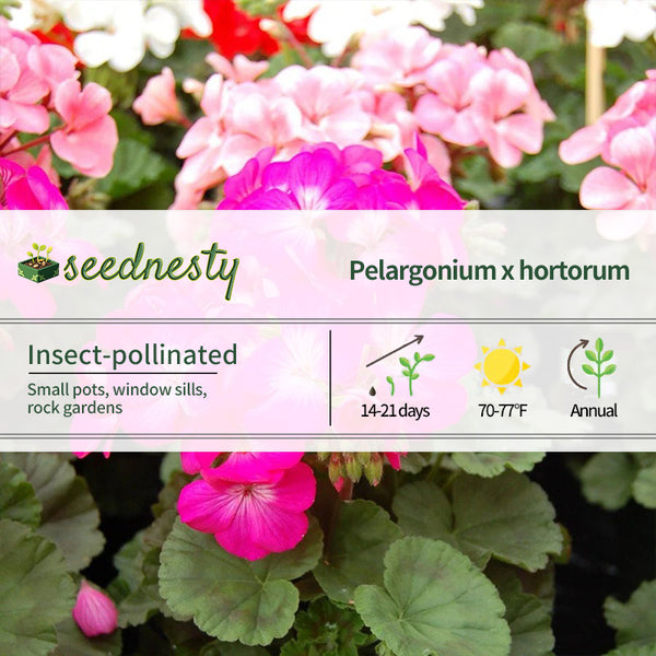 Geranium Nano Deep Rose Seeds