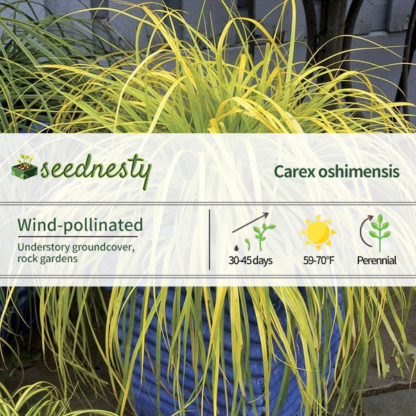 Carex EverColor 'Everillo' Sedge Seeds