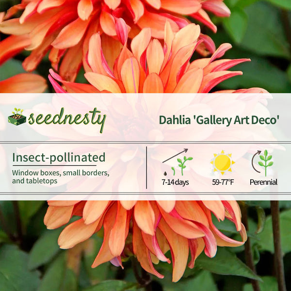Dahlia Gallery Art Deco Decorative Dahlia Seeds