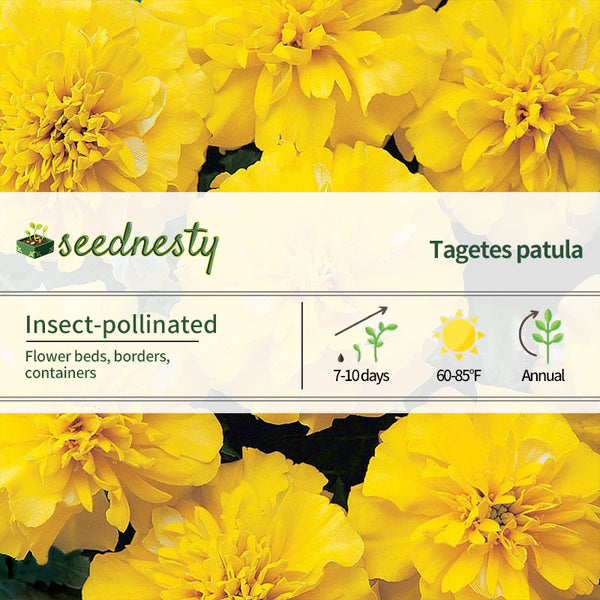 Bonanza Yellow Marigold Seeds