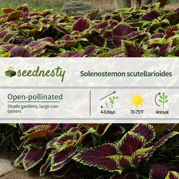 Kong Empire Mix Coleus Seeds