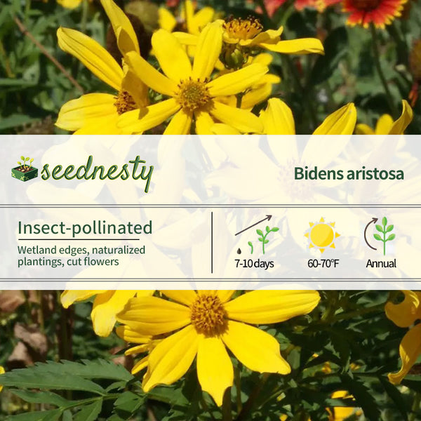 Tickseed Sunflower Bidens Seeds