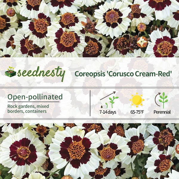 'Corusco Cream-Red' Coreopsis Seeds