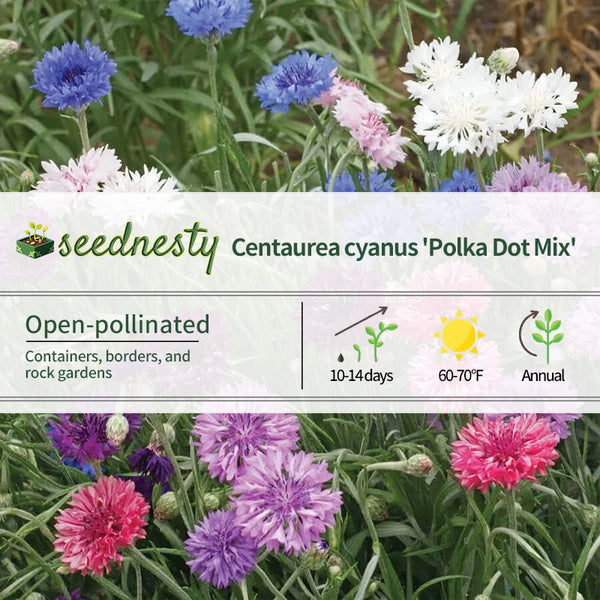 'Polka Dot Mix' Dwarf Cornflower Seeds
