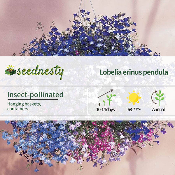 Regatta Mixture Lobelia Seeds