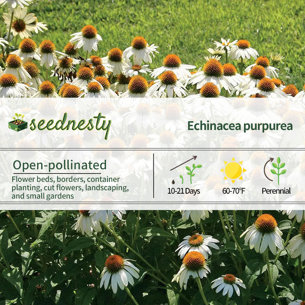 PowWow White Coneflower Seeds