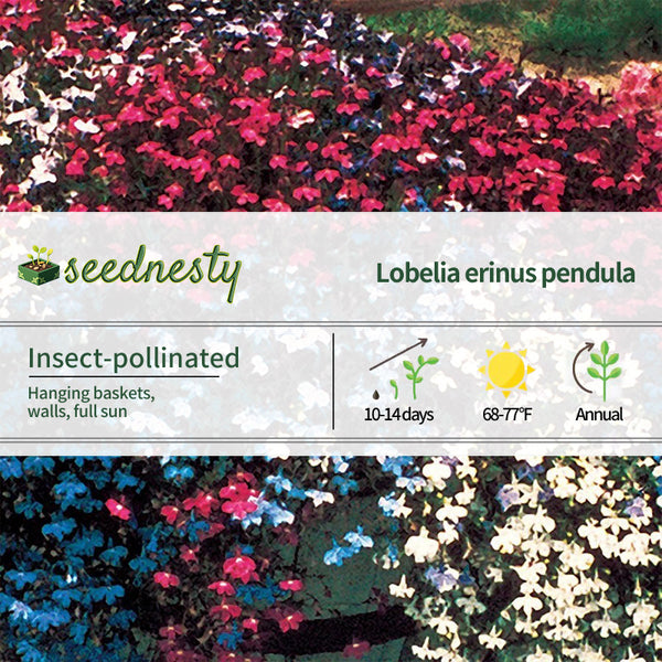 Fountain Mix Lobelia Seeds