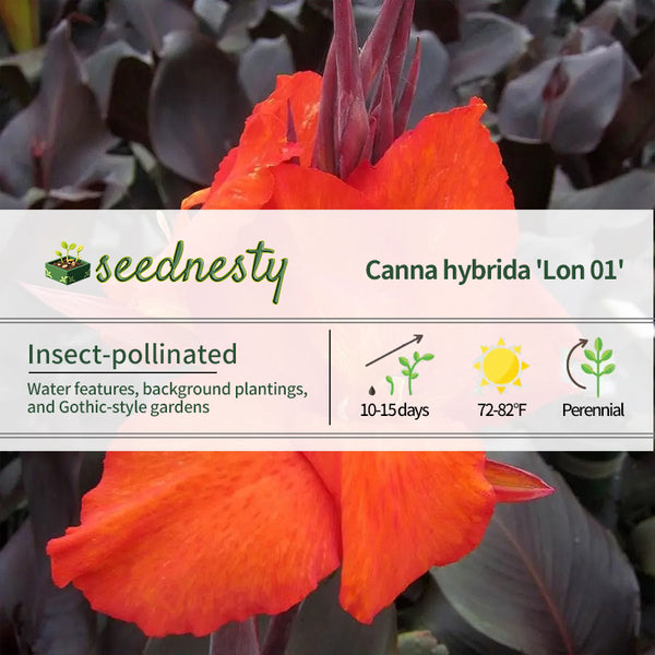 Tropicanna Black Canna Lily Seeds
