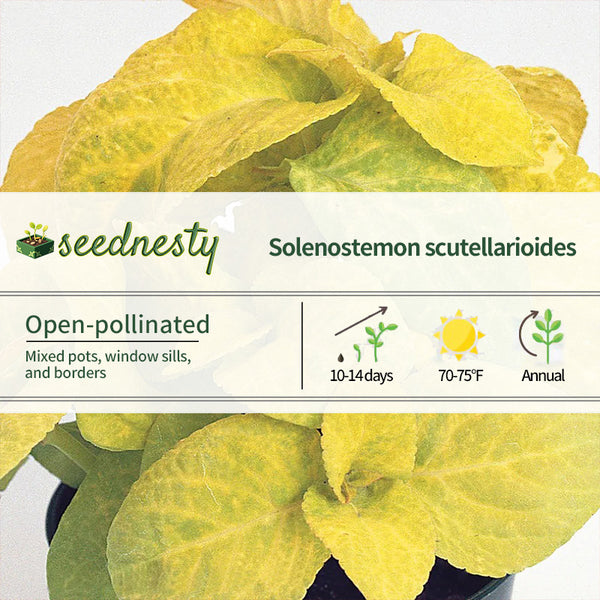 Wizard Golden Coleus Seeds