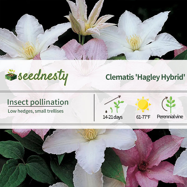 Clematis 'Hagley' Seeds