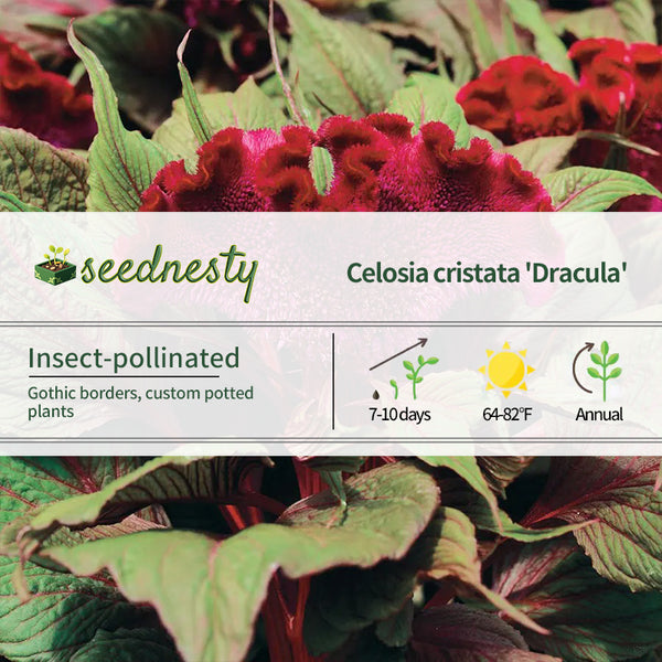 Dracula Celosia Seeds