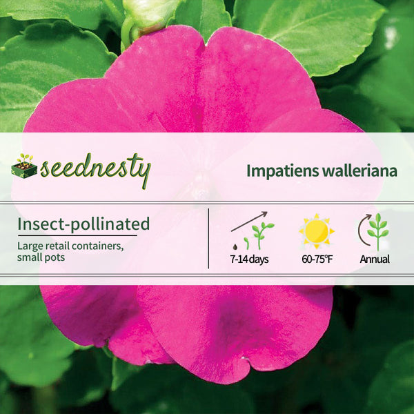 Accent Premium Lilac Hybrid Impatiens Seeds