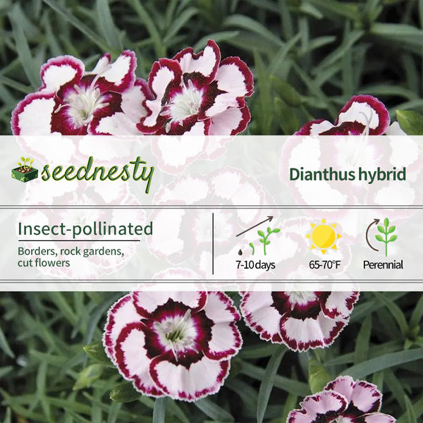 Dianthus 'Raspberry Swirl' Seeds