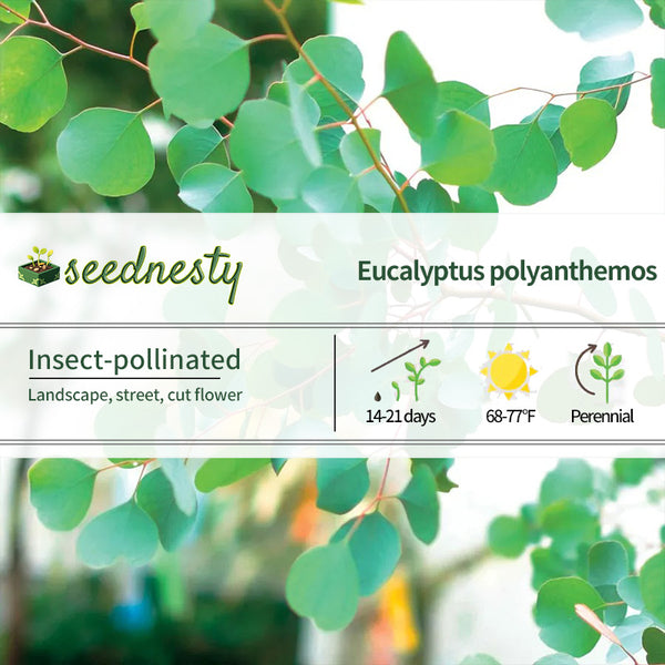 Eucalyptus polyanthemos Red Box Seeds