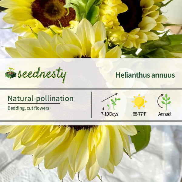 Yellow Sunflower with Black Heart Seeds