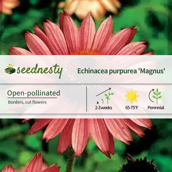 Magnus Coneflower Seeds