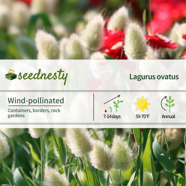 Bunny Tails Ornamental Grass Seeds