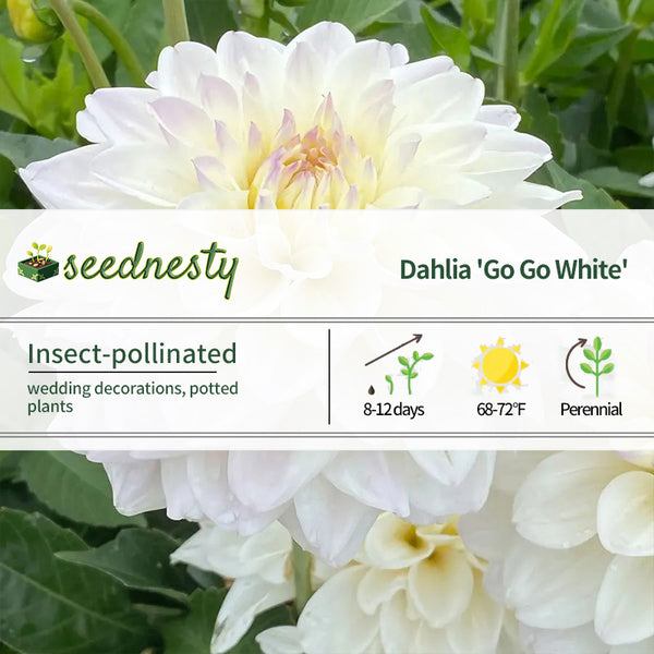 Dahlia Go Go White Decorative Dahlia Seeds