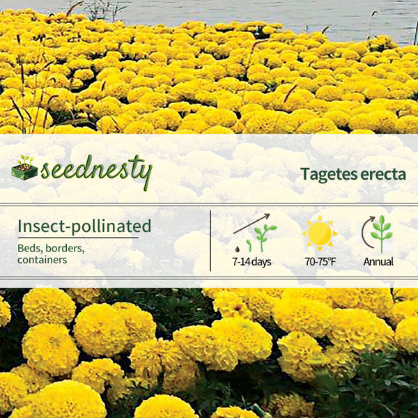 Discovery Yellow Hybrid Marigold Seeds