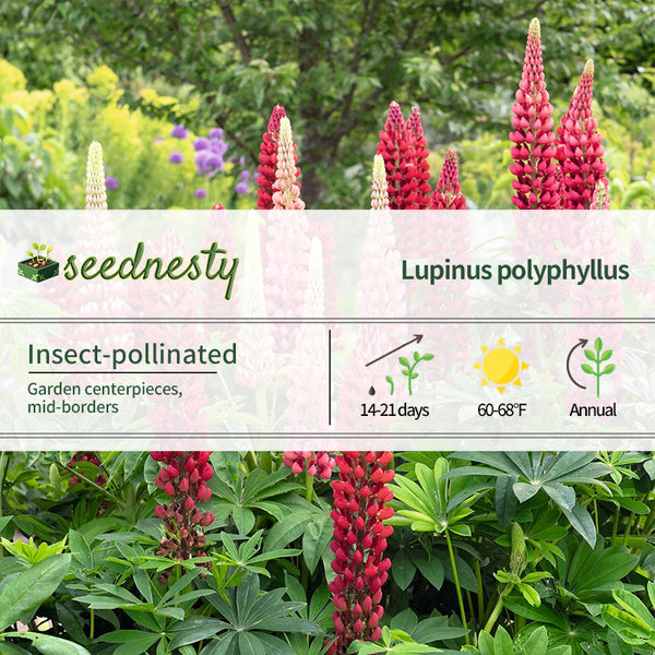 My Castles Russell Lupine Seeds