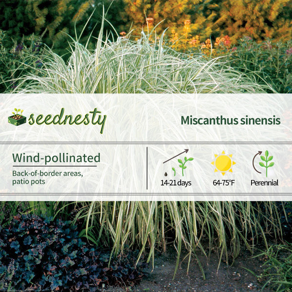 Miscanthus 'Dixieland' Seeds