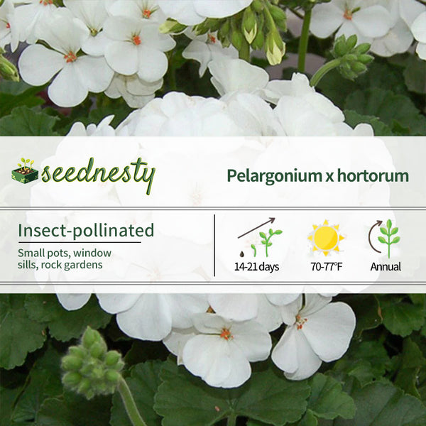 Geranium Nano White Seeds