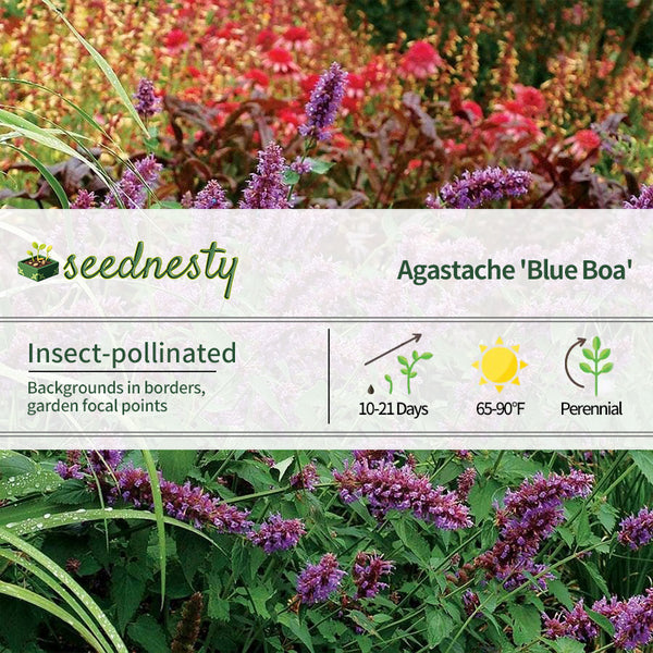 Agastache 'Blue Boa' Hyssop Seeds