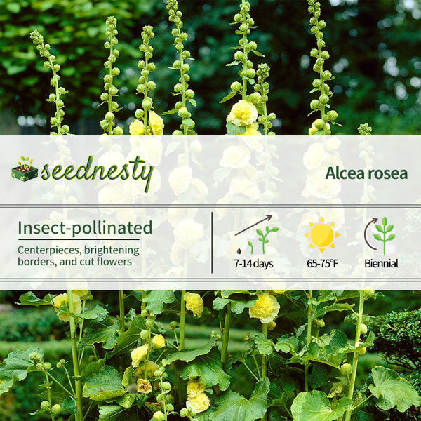 Alcea Yellow Hollyhock Seeds